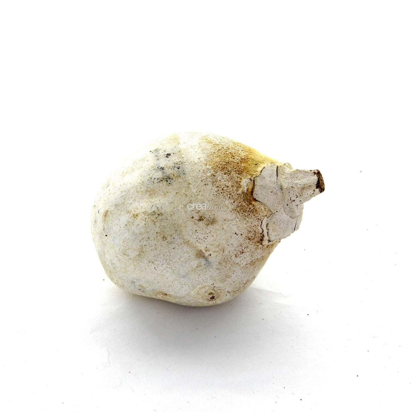 Baobab Mini blanchi