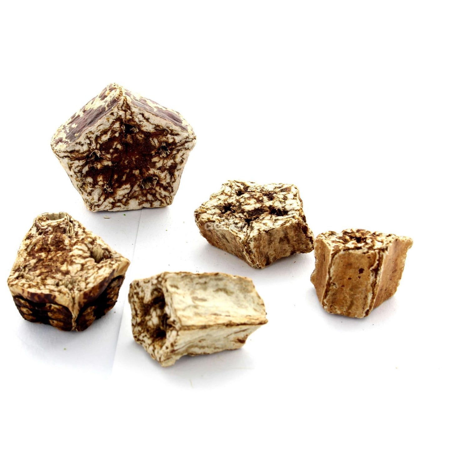Noyau fruit de Mahogani lot de 5