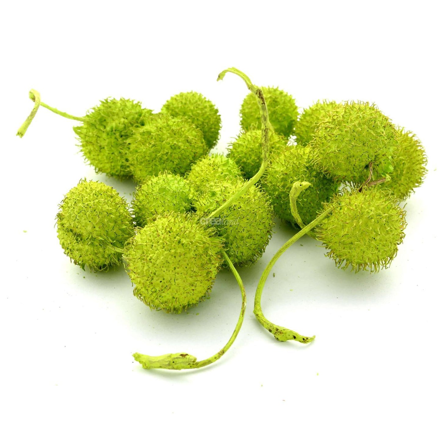 Fruits de Platane