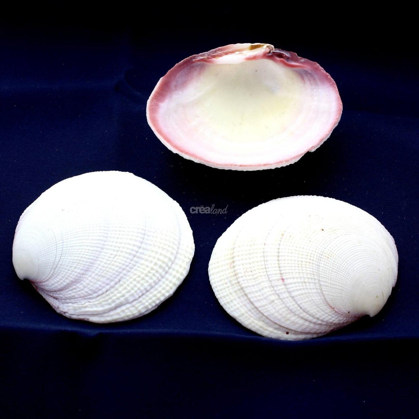 Coquillage Codakia Tigerina Lot de 3