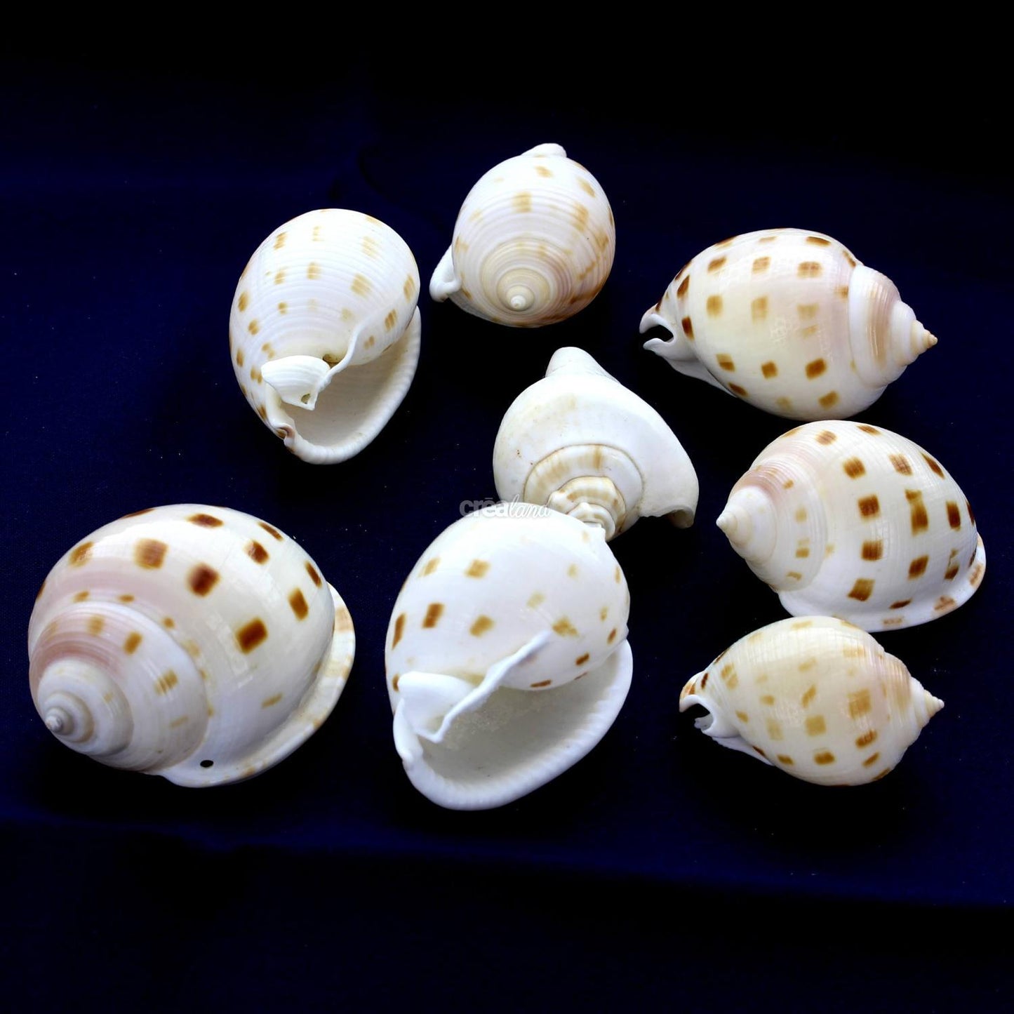 Coquillage semiscassis bisulcata lot de 8