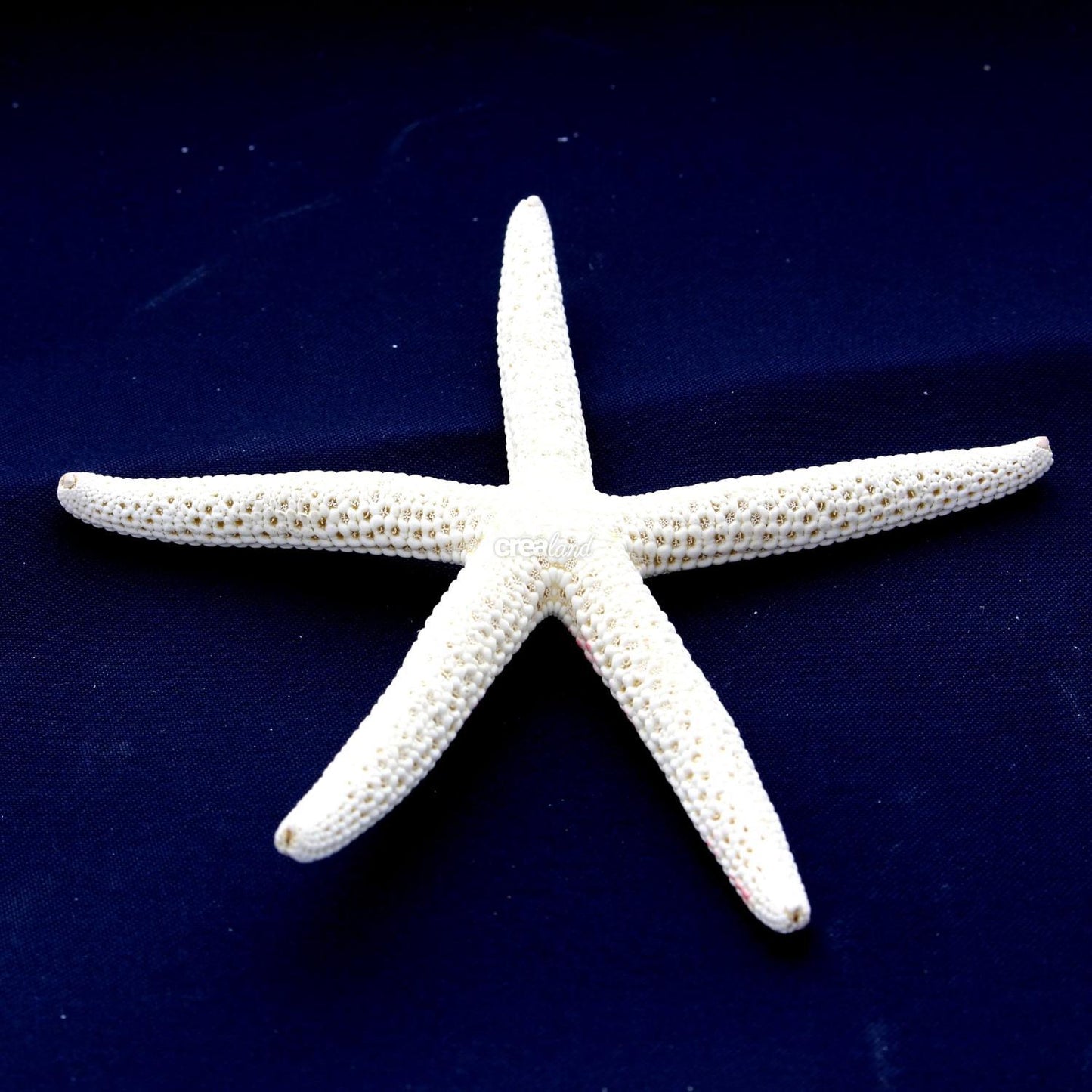 Etoile de mer serpent