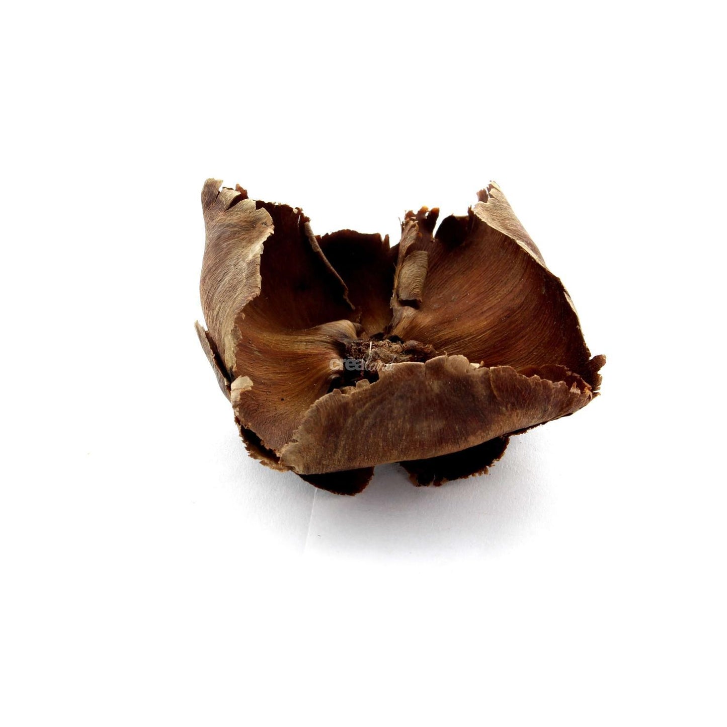 FLEUR DE PALMIER
