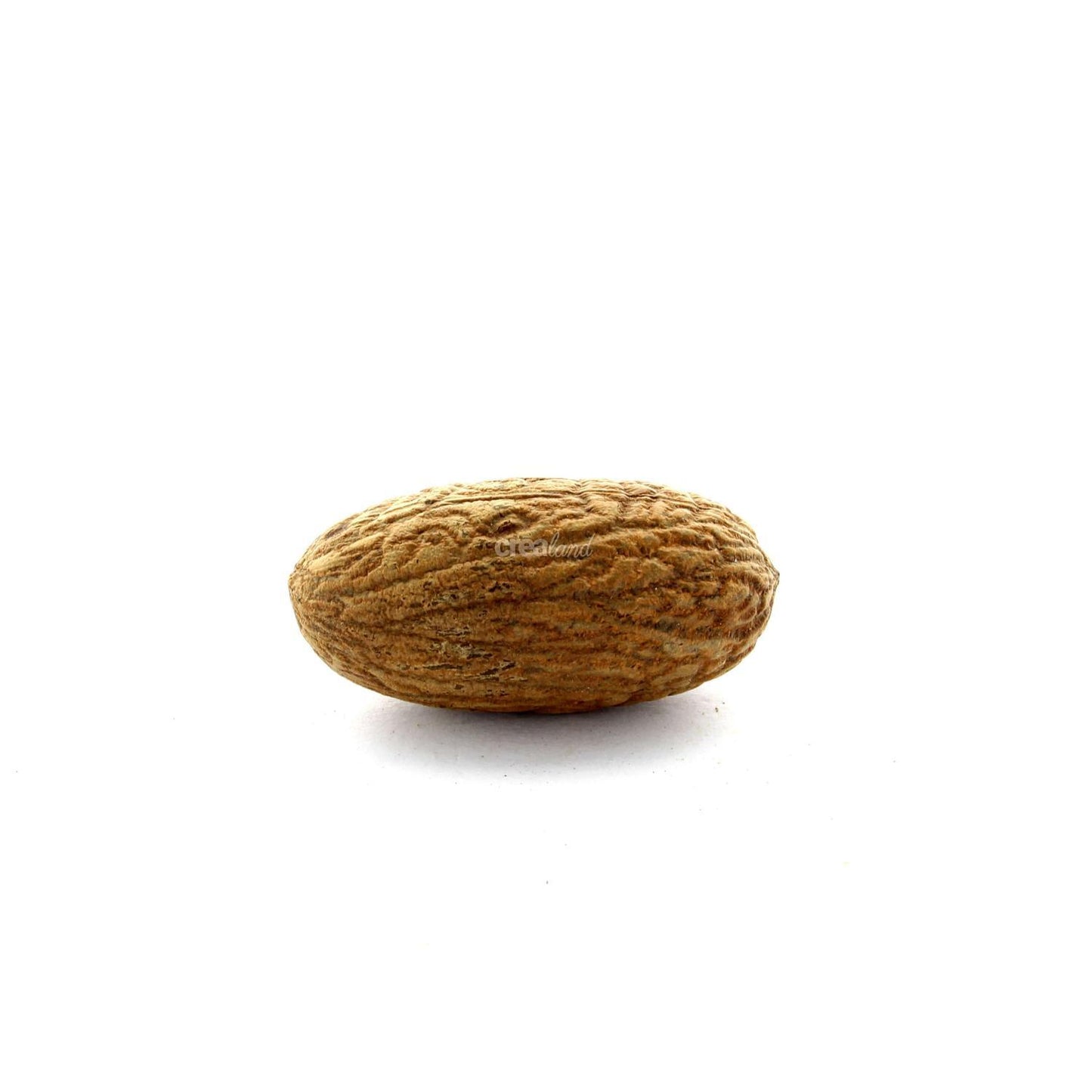Graine de noix d'Uxi