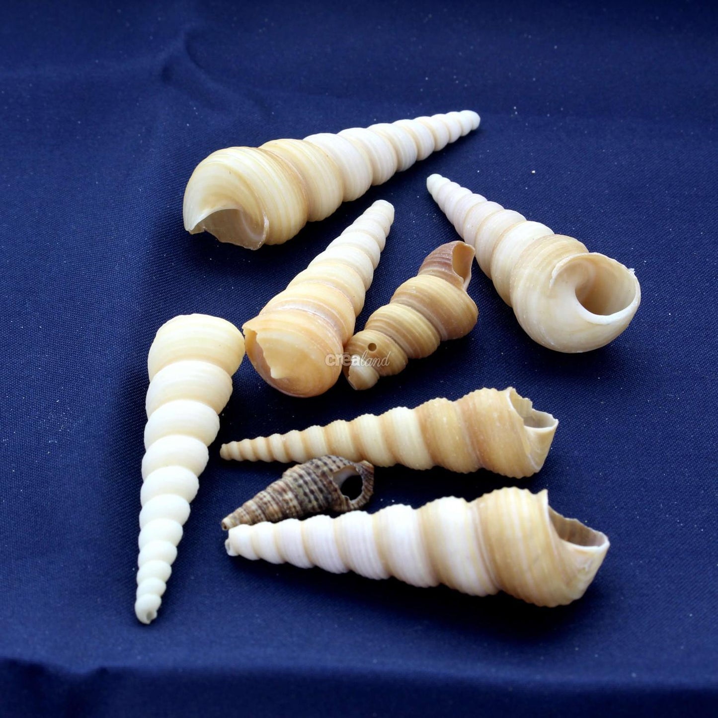 Coquillage Turritella Terebra en sachet de 50g