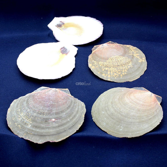 Coquillage Amusium Japonicum en lot de 5