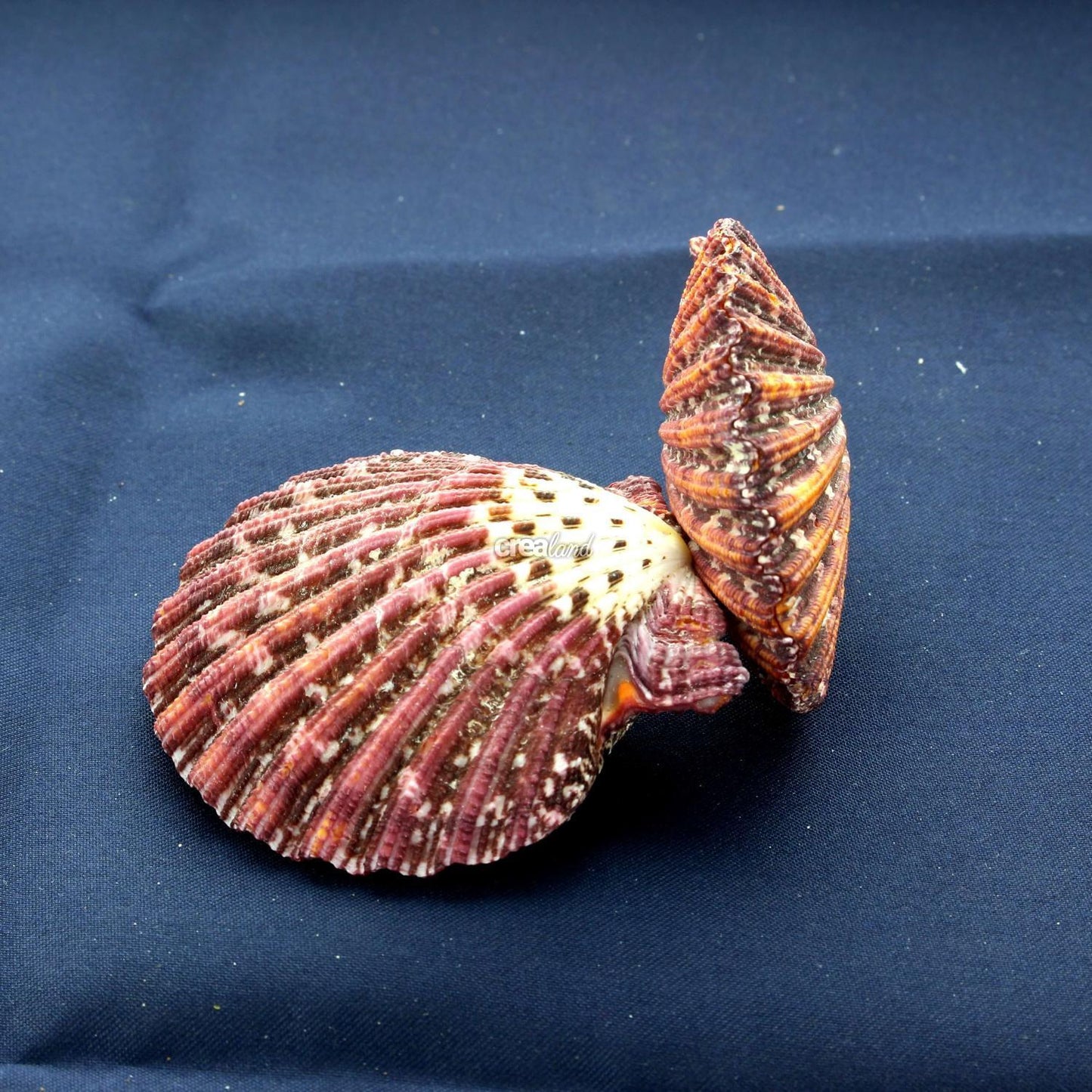 Coquillage Pecten Pallium Lot de 2