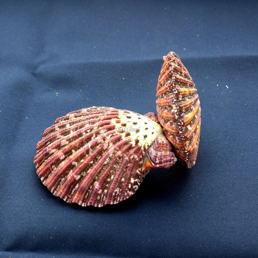 Coquillage Pecten Pallium Lot de 2