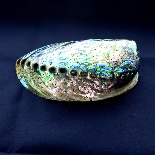 Coquillage PAUA
