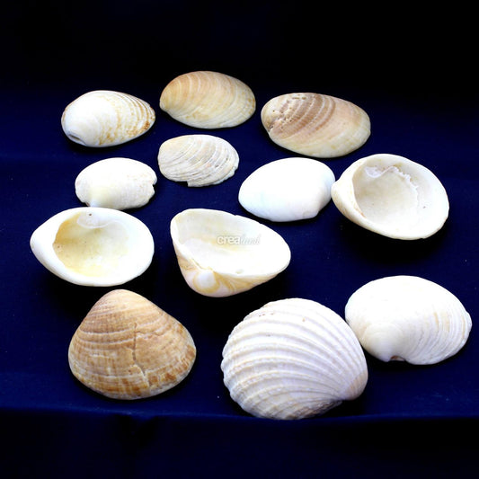 Coquillage Cardium en sachet de 200g