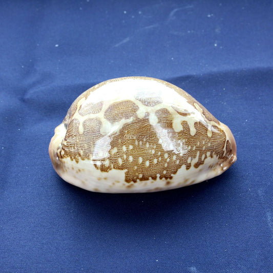 Coquillage Cipraca Mappa