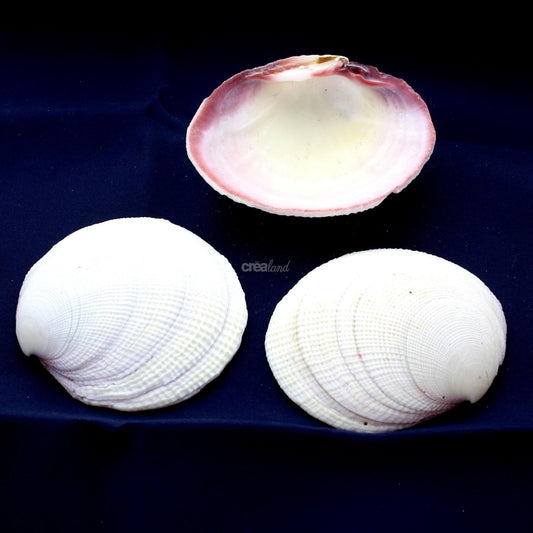 Coquillage Codakia Tigerina Lot de 3