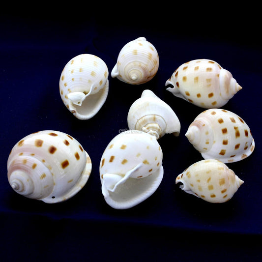 Coquillage semiscassis bisulcata lot de 8
