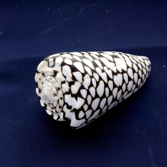 Coquillage Conus Marmorens