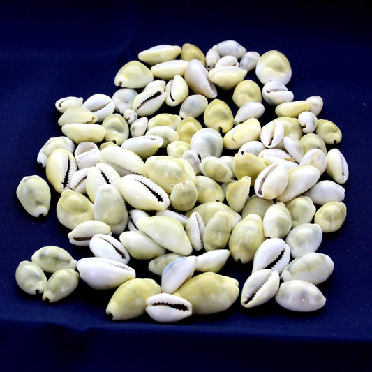 Coquillage Cypraea Annulus en sachet de 100g