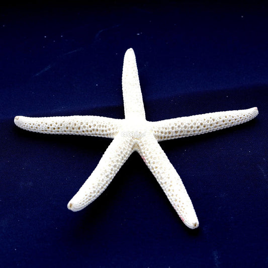Etoile de mer serpent