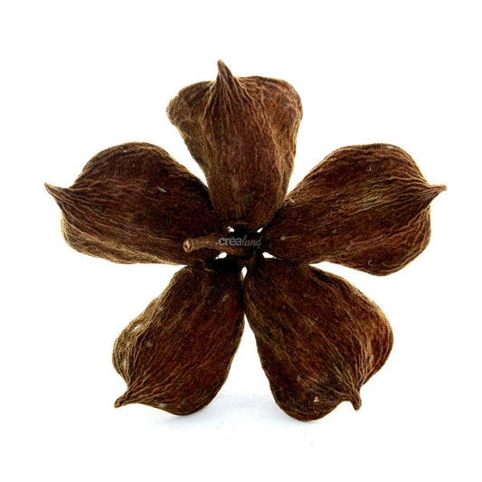 Fleur de Lotus