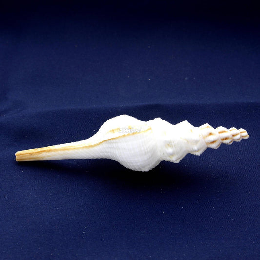 Coquillage Fusinus Colus
