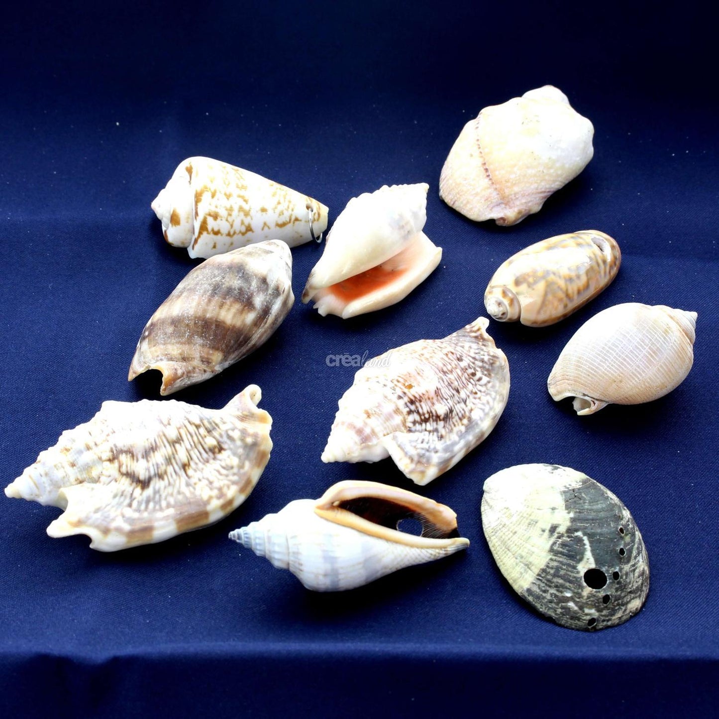 Coquillages assortis lot de 10