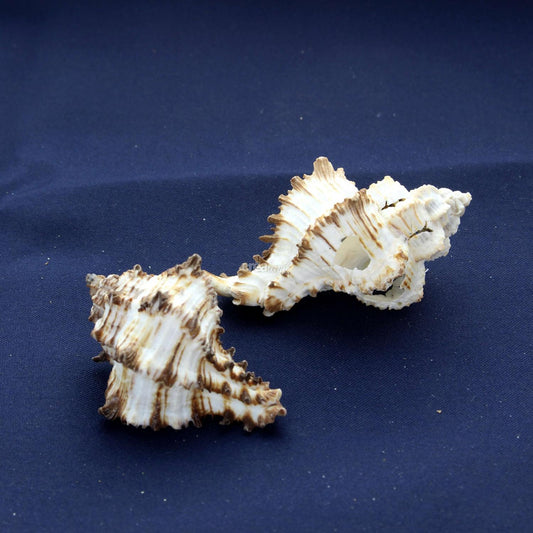 Coquillage Murex Endivia Lot de 2