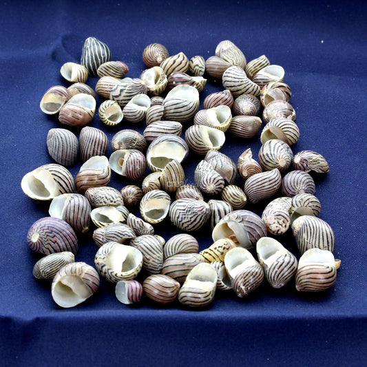 Coquillages Nerita Polita en sachet de 90g