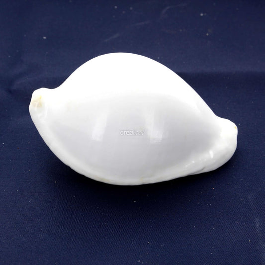 Coquillage Ovula Ovum ou Porcelaine