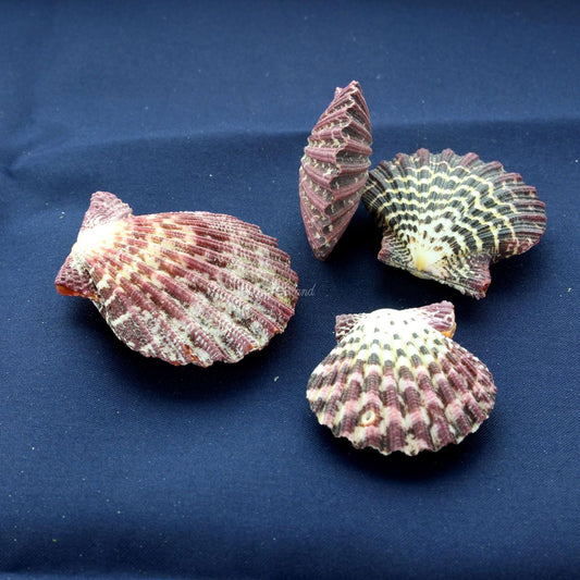 Coquillage Pecten Pallium Lot de 4