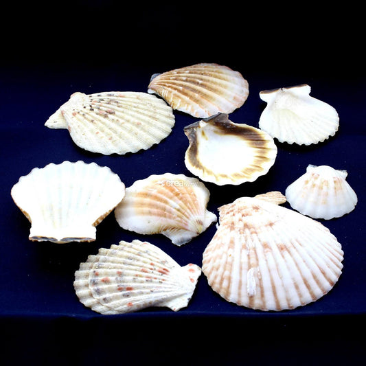 Coquillage Pecten Velillum sachet de 100g