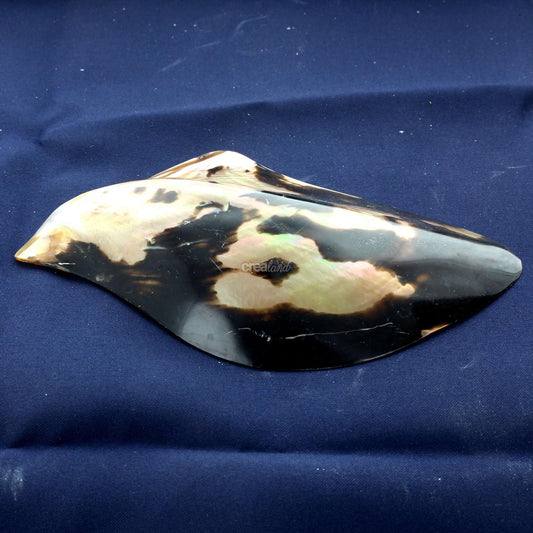 Coquillage Pteria Penguin