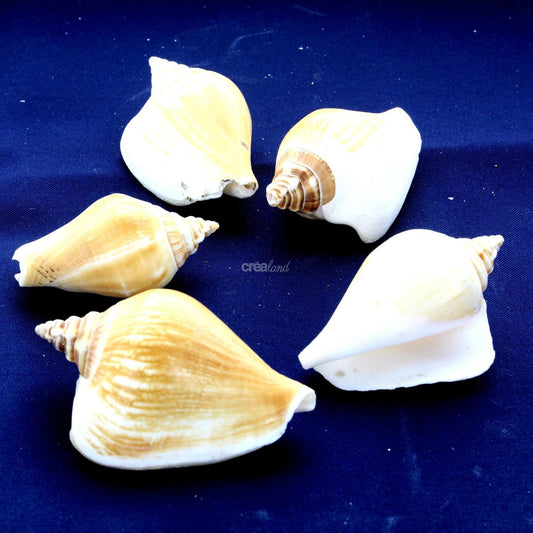 Coquillages Strombus Canarium en lot de 5