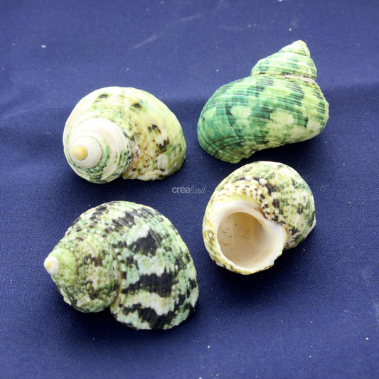 Coquillage Turbo Argyrostomus Lot de 4