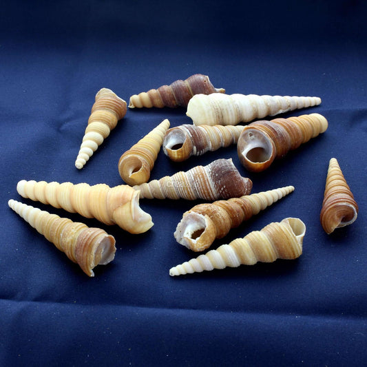 Coquillage Turritella Terebra en sachet de 100g