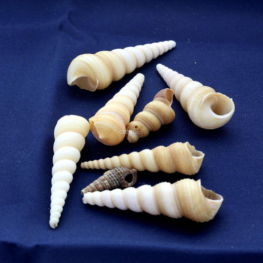 Coquillage Turritella Terebra en sachet de 50g